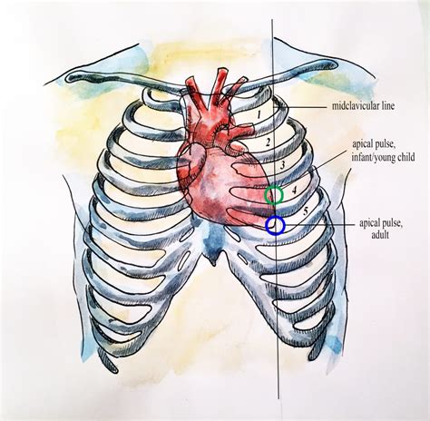 Palpation of the apical pulse provides information about the location and the workload of the heart. You are specifically palpating for a physical pulsation over the apex of the heart. This involves the following steps (Video 4.7): Maintain the client in a supine position and continue to drape. Physically landmark the expected location of the apex. 